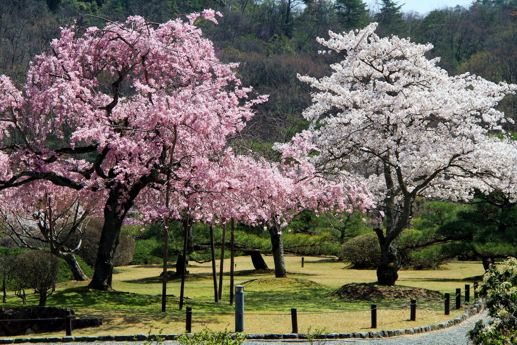 京都寶池公園17.JPG