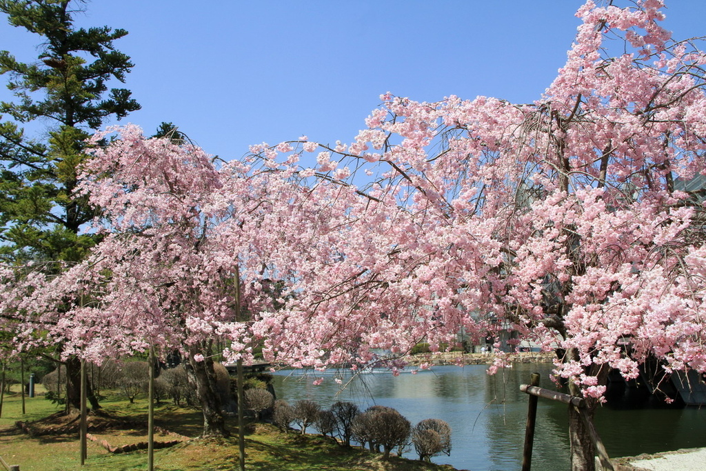 京都寶池公園19.JPG