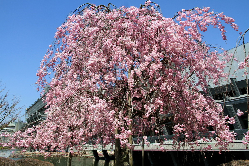 京都寶池公園18.JPG