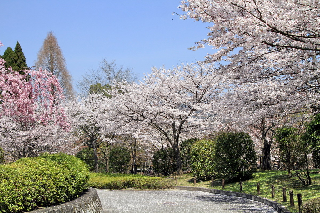 京都寶池公園21.JPG