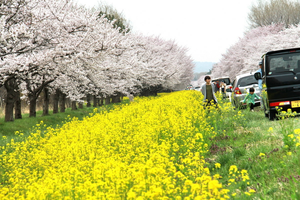 秋田櫻花道03.JPG