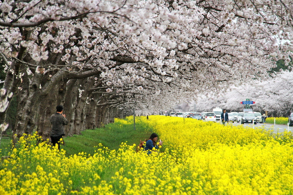 秋田櫻花道09.JPG