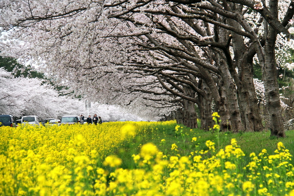 秋田櫻花道08.JPG