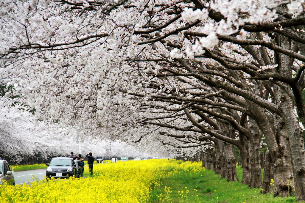 秋田櫻花道12.jpg