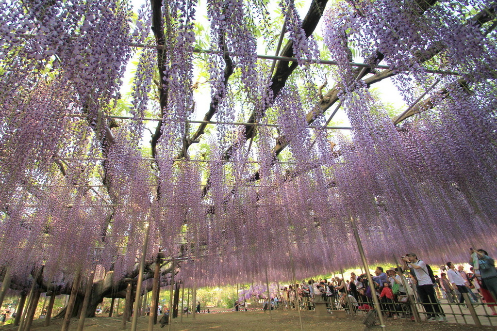 足立花園04.jpg