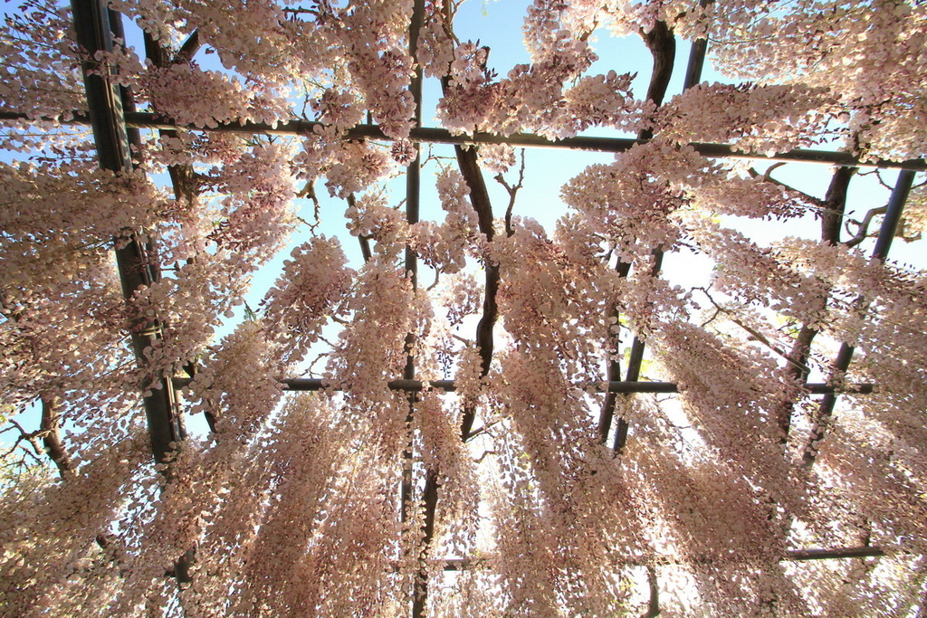 足立花園10.jpg