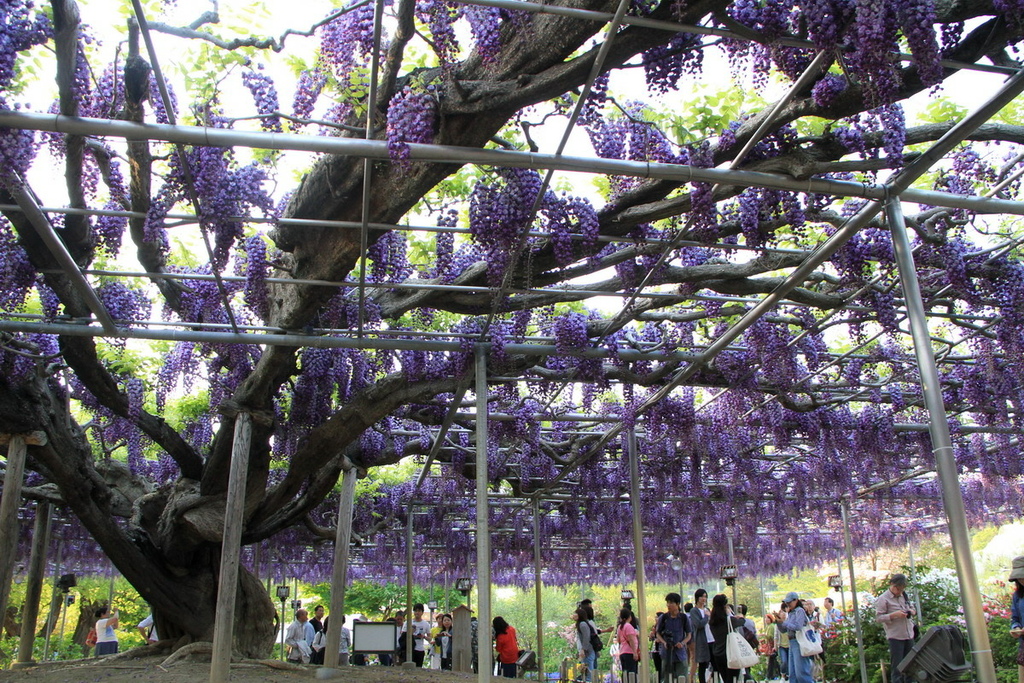 足立花園12.JPG