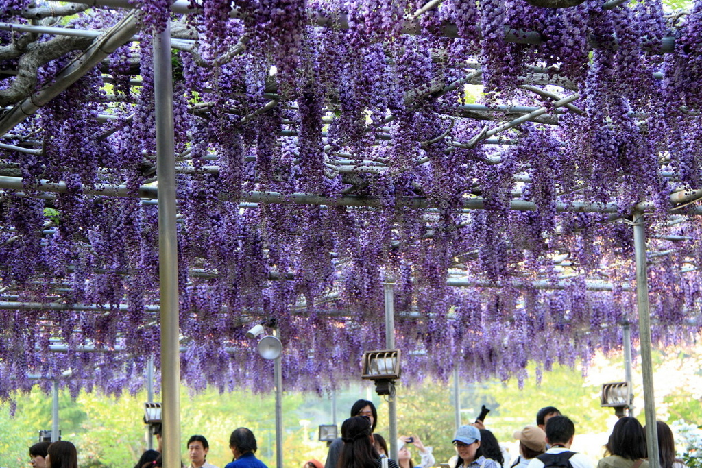 足立花園13.JPG