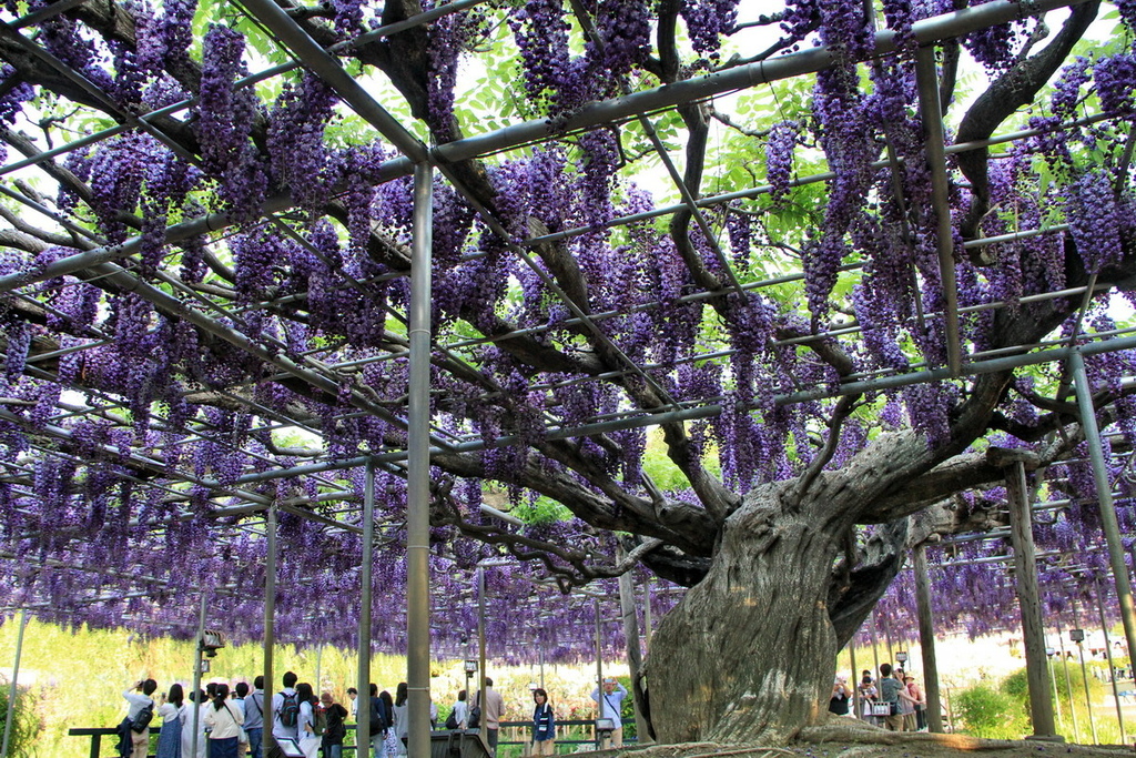 足立花園11.jpg