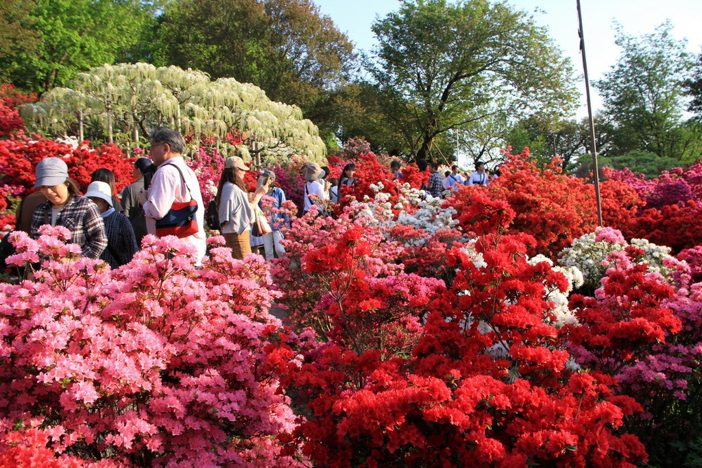 足立花園28.JPG