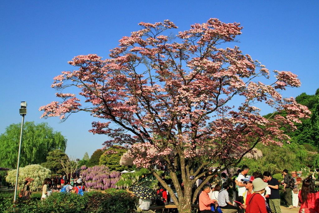 足立花園34.JPG