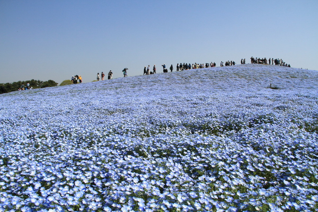 粉蝶花04.JPG