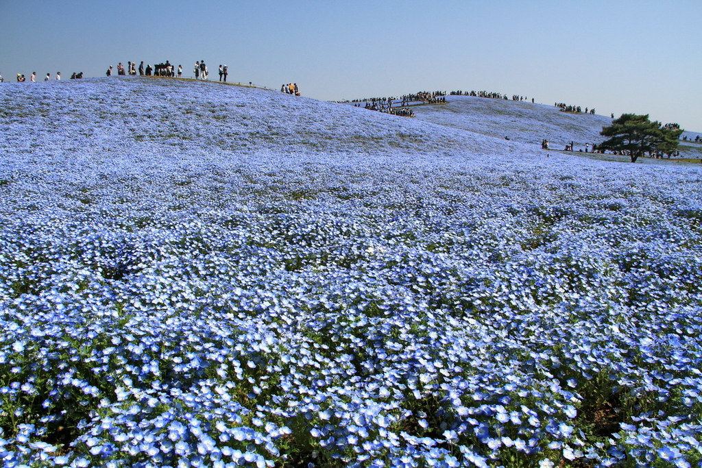 日本茨城 粉蝶花 530萬株粉藍色花海起伏綿延 加碼繽紛鬱金香森林 齊哥的食旅探go 齊哥的食旅探go 痞客邦 日本茨城 粉蝶花 530萬株粉藍色花海起伏綿延 加碼繽紛鬱金香森林 齊哥的食旅探go 齊哥的食旅探go 痞客邦