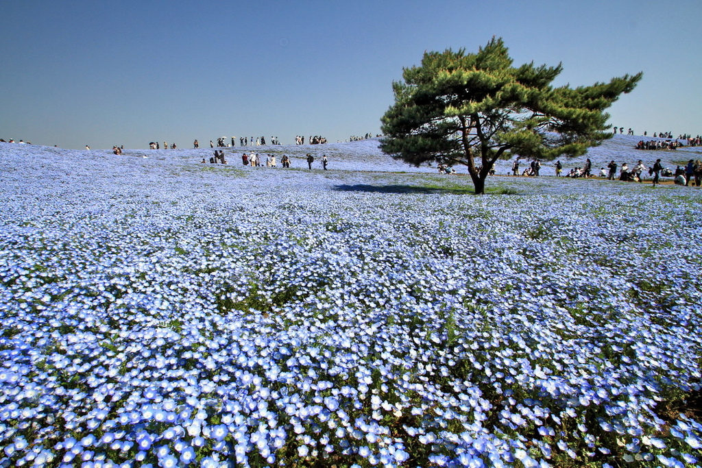 粉蝶花03.jpg