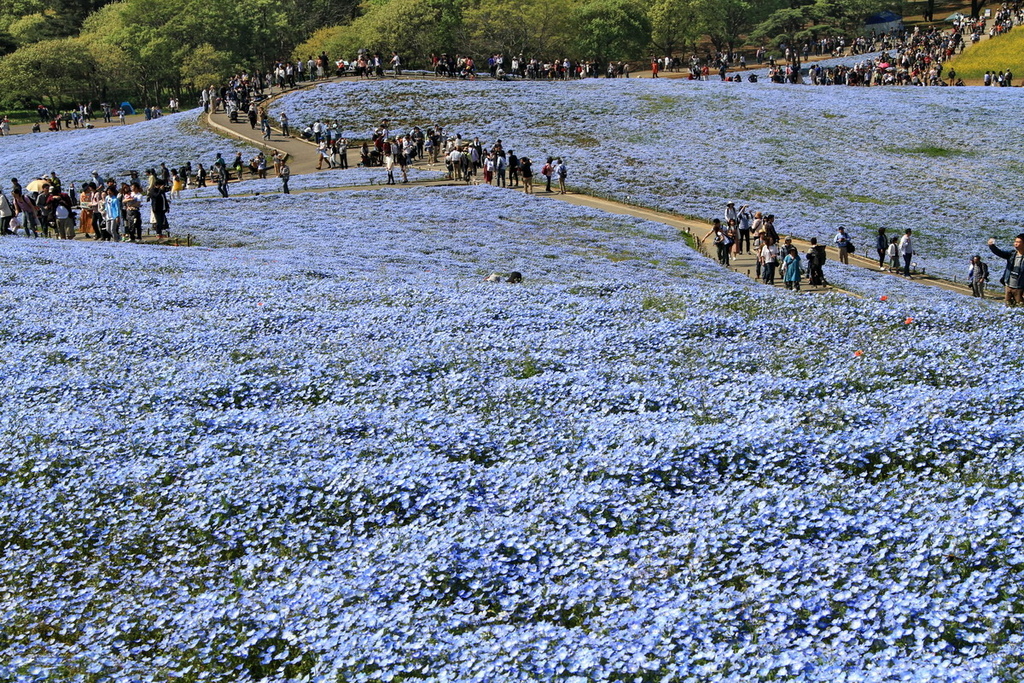 粉蝶花12.jpg