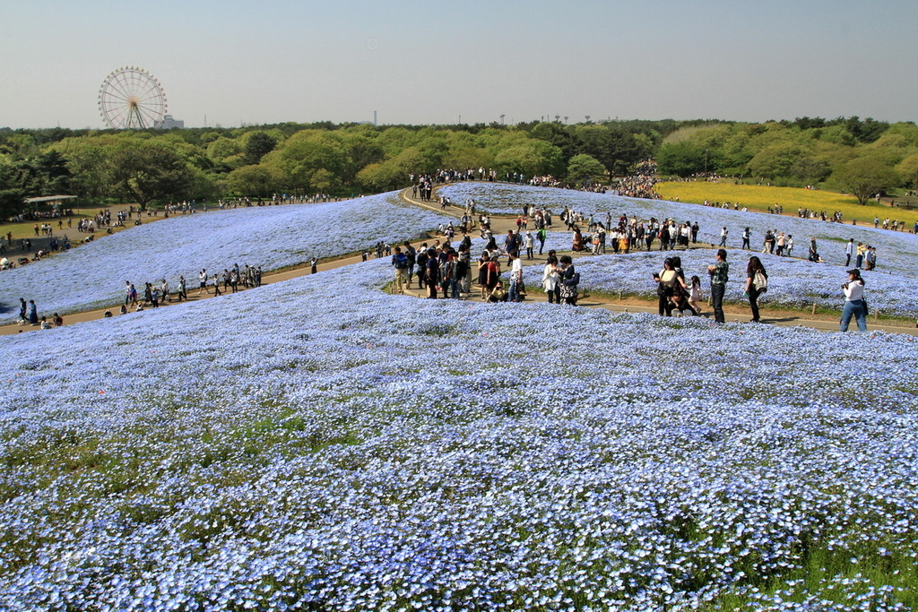 粉蝶花13.jpg