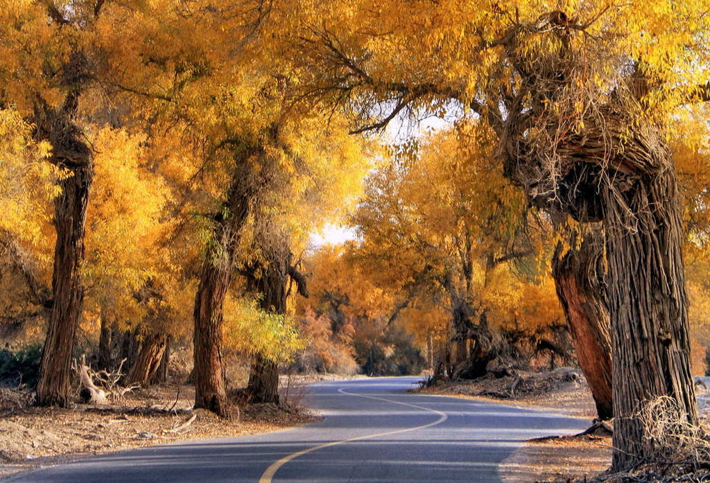 南疆∣塔克拉瑪干沙漠奇景。秋日遍野金黃胡楊林。中國10大最美