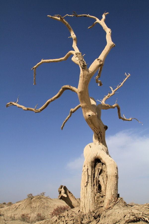 南疆∣塔克拉瑪干沙漠奇景。秋日遍野金黃胡楊林。中國10大最美