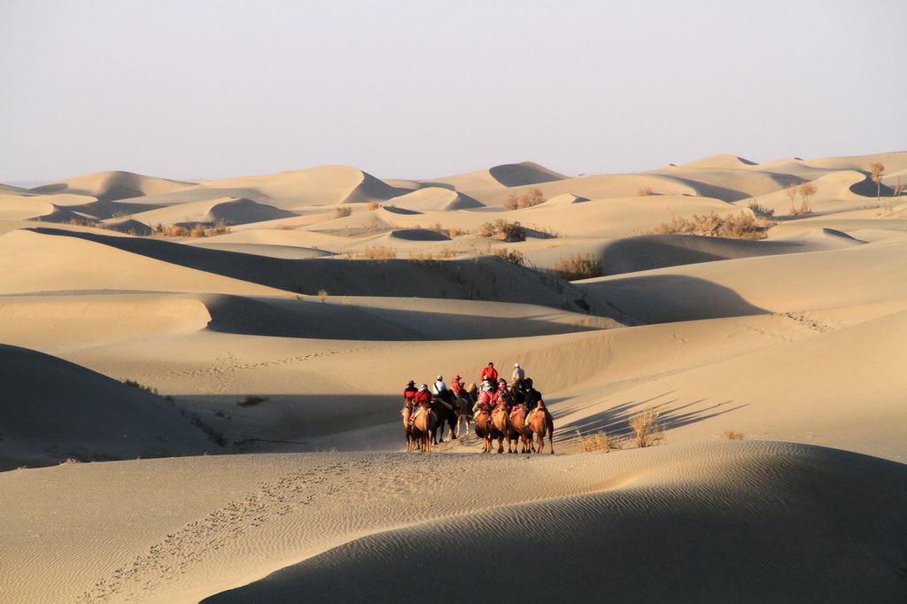 南疆∣塔克拉瑪干沙漠。駱駝橫越浩瀚沙丘。綠洲城市驚見台北路！