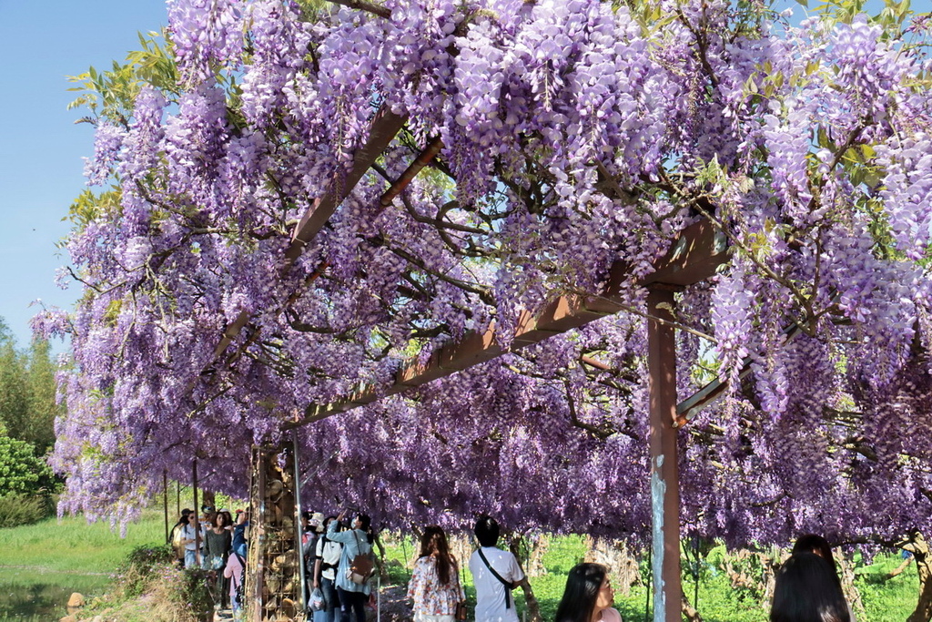 淡水紫藤花園∣全台最大藤花隧道、夢幻花瀑限定開放