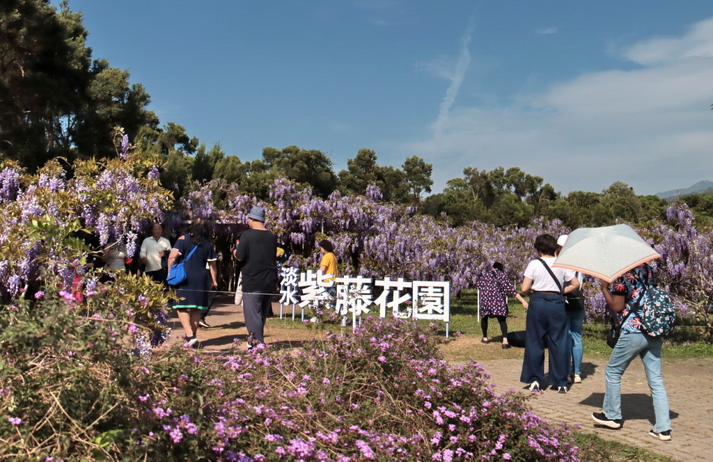 淡水紫藤花園∣全台最大藤花隧道、夢幻花瀑限定開放