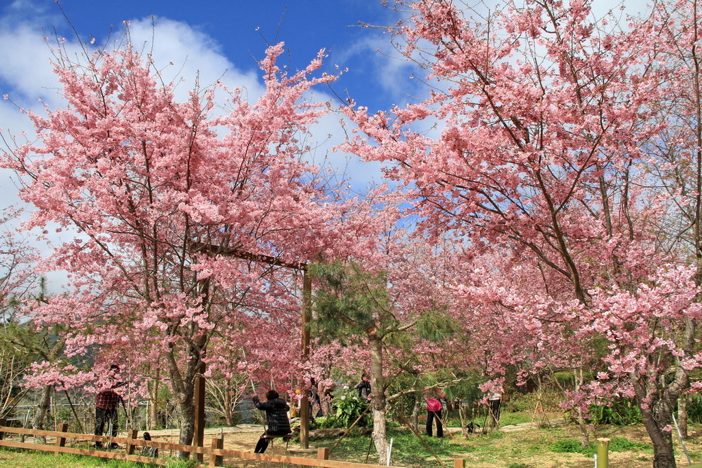 桃園拉拉山國家森林遊樂區∣千年巨木群步道　山林森林浴、呼吸滿