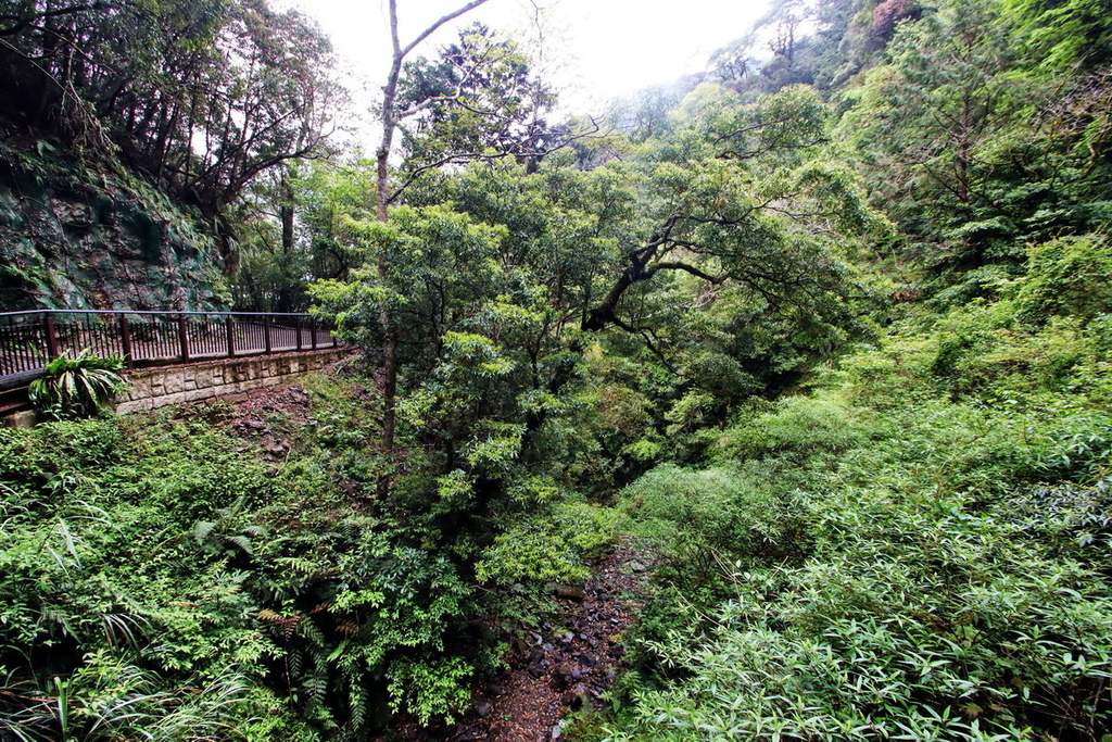 桃園拉拉山國家森林遊樂區∣千年巨木群步道　山林森林浴、呼吸滿