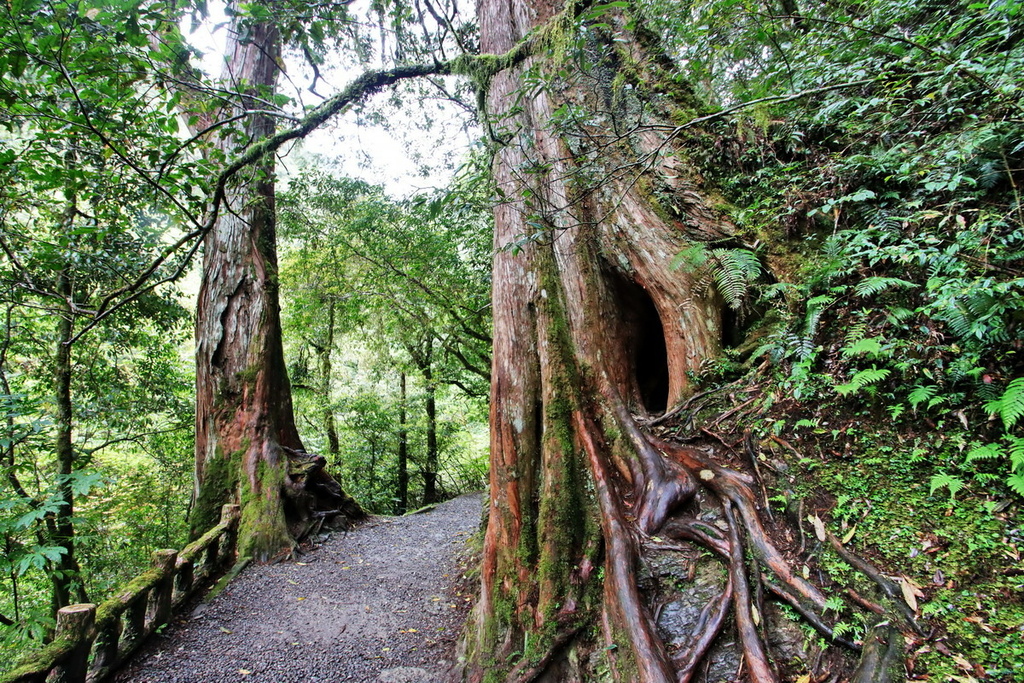 桃園拉拉山國家森林遊樂區∣千年巨木群步道　山林森林浴、呼吸滿