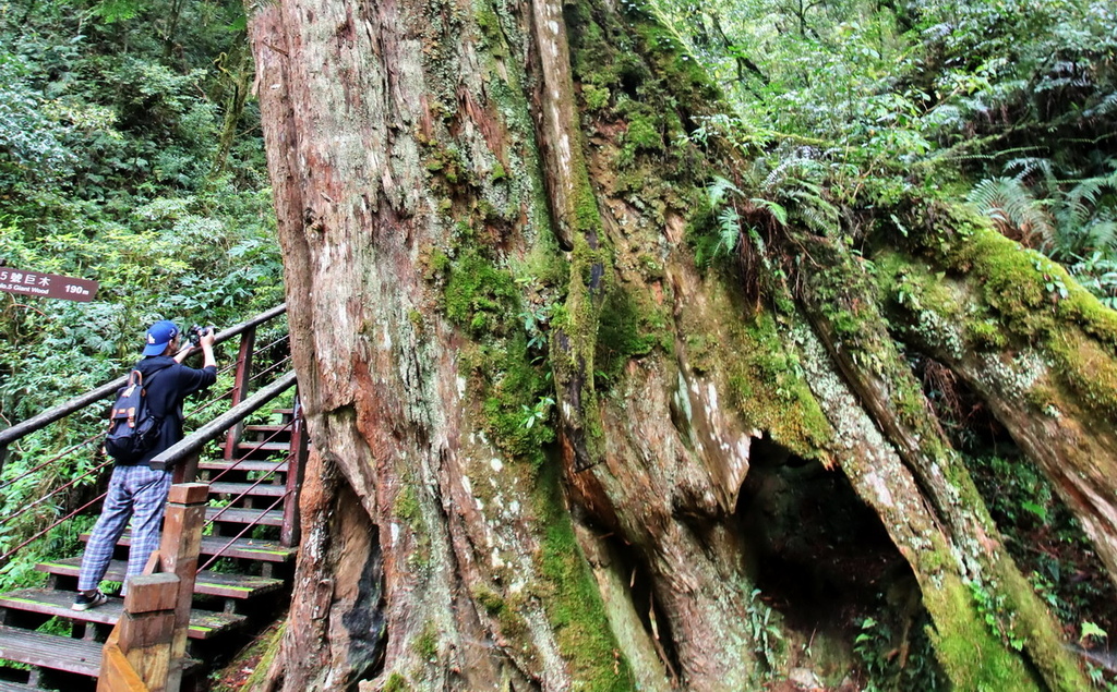 桃園拉拉山國家森林遊樂區∣千年巨木群步道　山林森林浴、呼吸滿