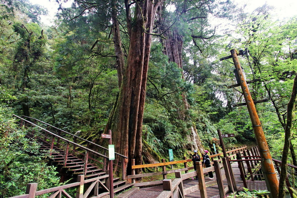 桃園拉拉山國家森林遊樂區∣千年巨木群步道　山林森林浴、呼吸滿