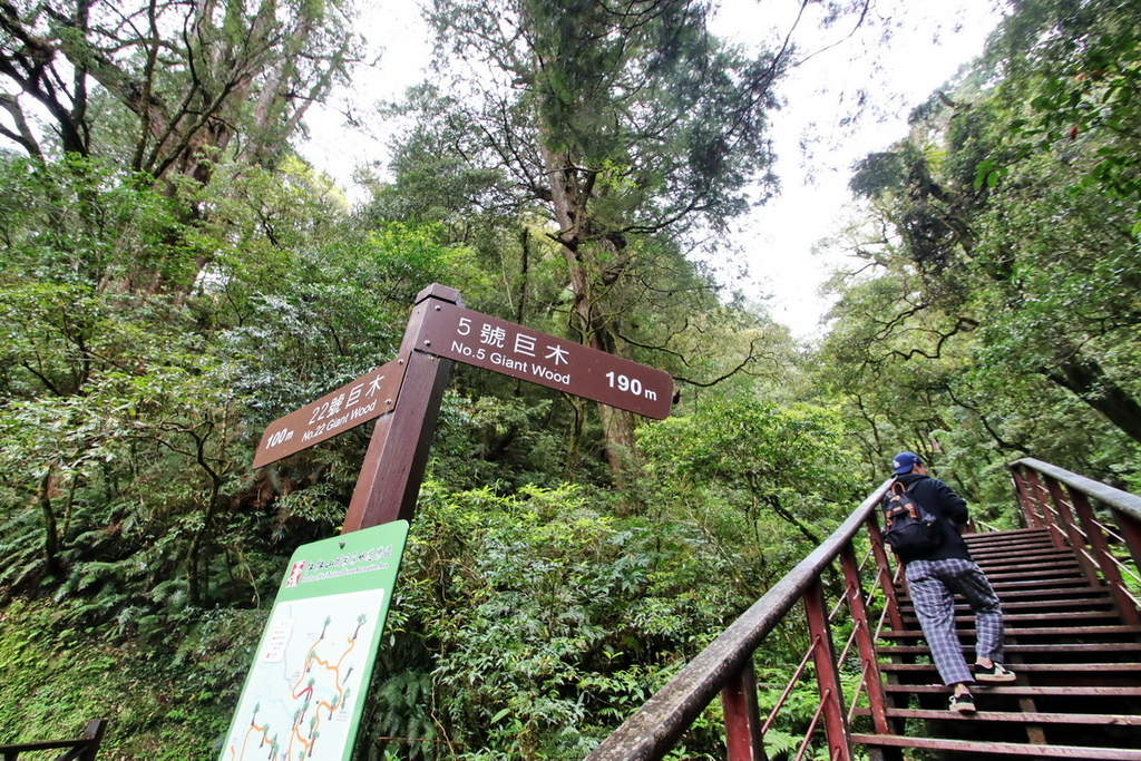 桃園拉拉山國家森林遊樂區∣千年巨木群步道　山林森林浴、呼吸滿