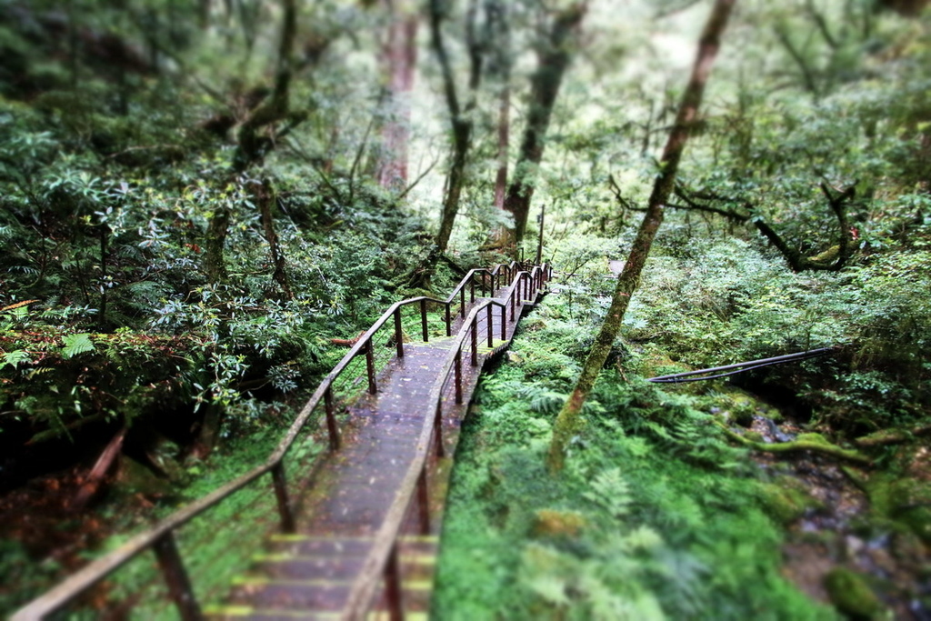 桃園拉拉山國家森林遊樂區∣千年巨木群步道　山林森林浴、呼吸滿
