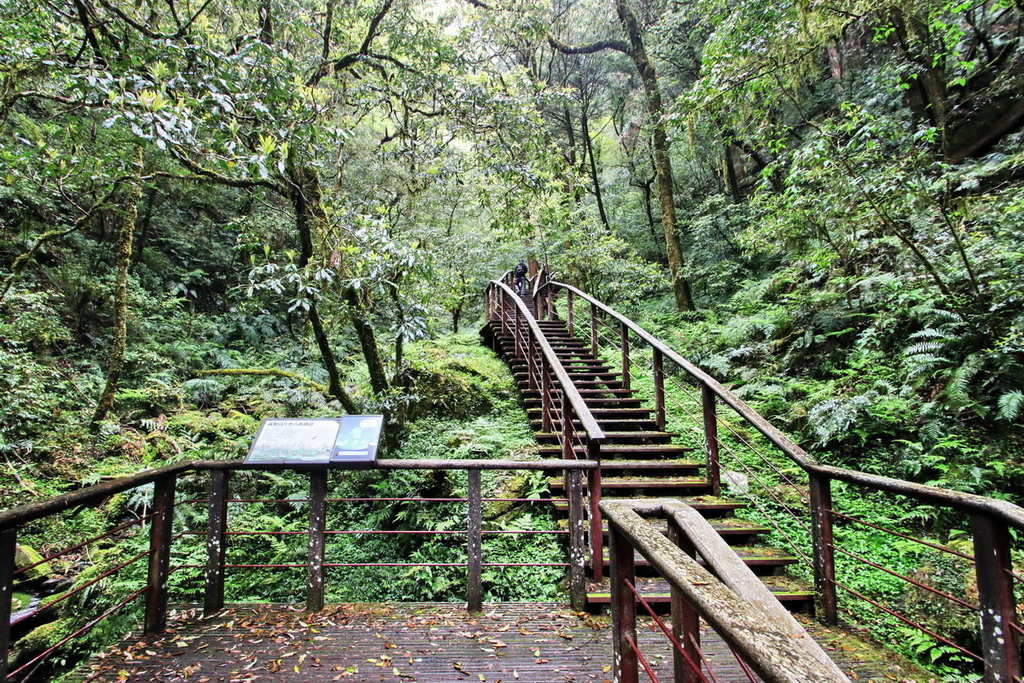 桃園拉拉山國家森林遊樂區∣千年巨木群步道　山林森林浴、呼吸滿