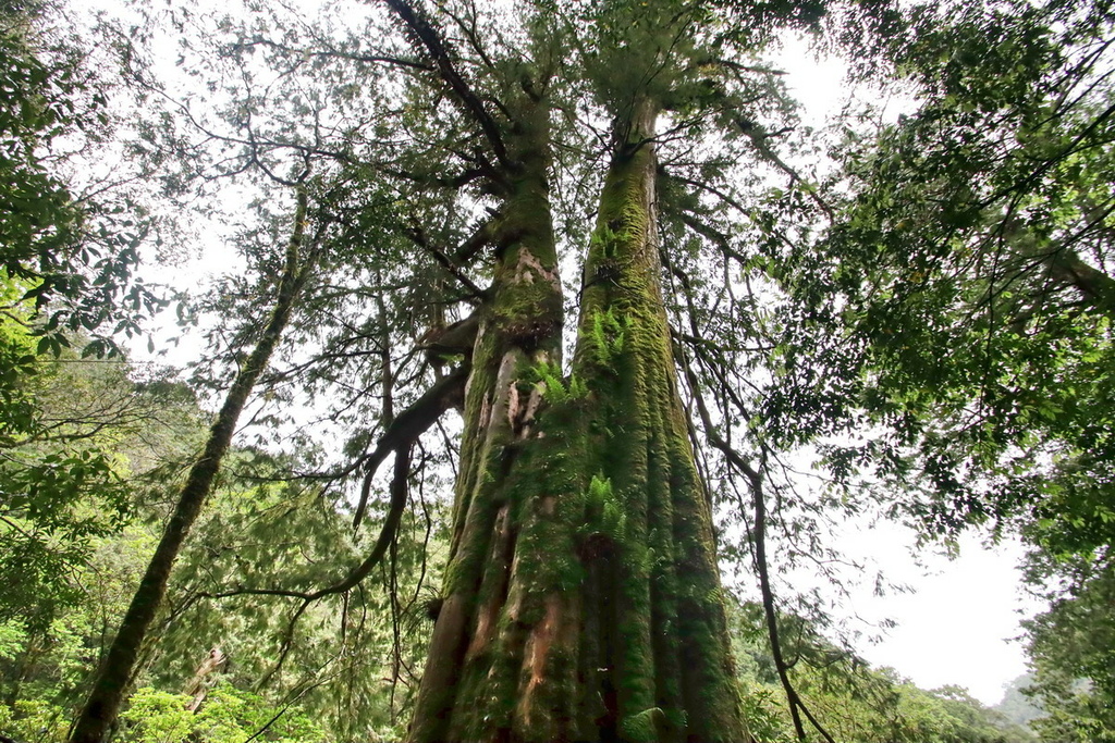 桃園拉拉山國家森林遊樂區∣千年巨木群步道　山林森林浴、呼吸滿