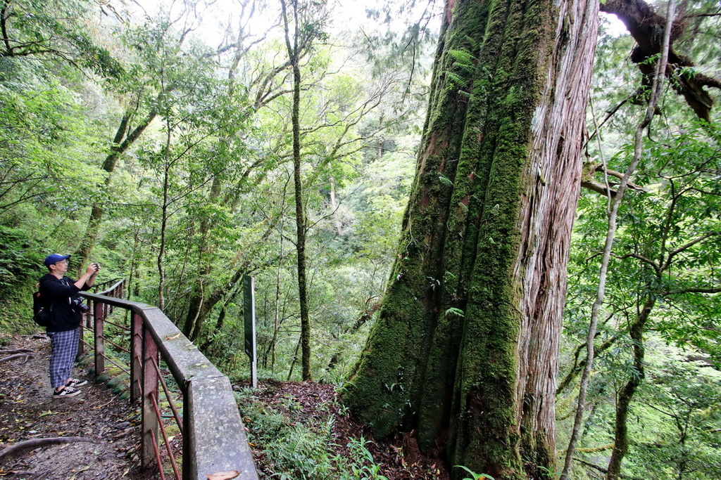 桃園拉拉山國家森林遊樂區∣千年巨木群步道　山林森林浴、呼吸滿