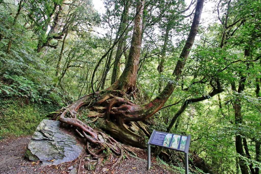 桃園拉拉山國家森林遊樂區∣千年巨木群步道　山林森林浴、呼吸滿