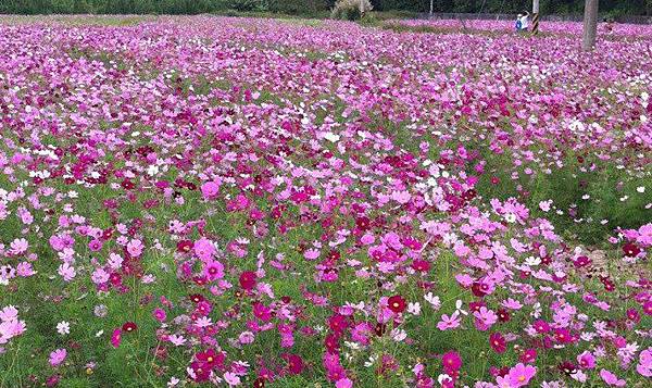 石光附近路邊的波斯菊田 