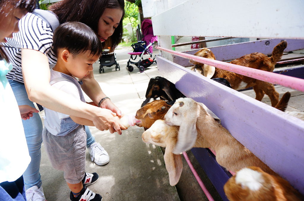 台南-樹谷農場、樹谷生活科學館 (43).JPG