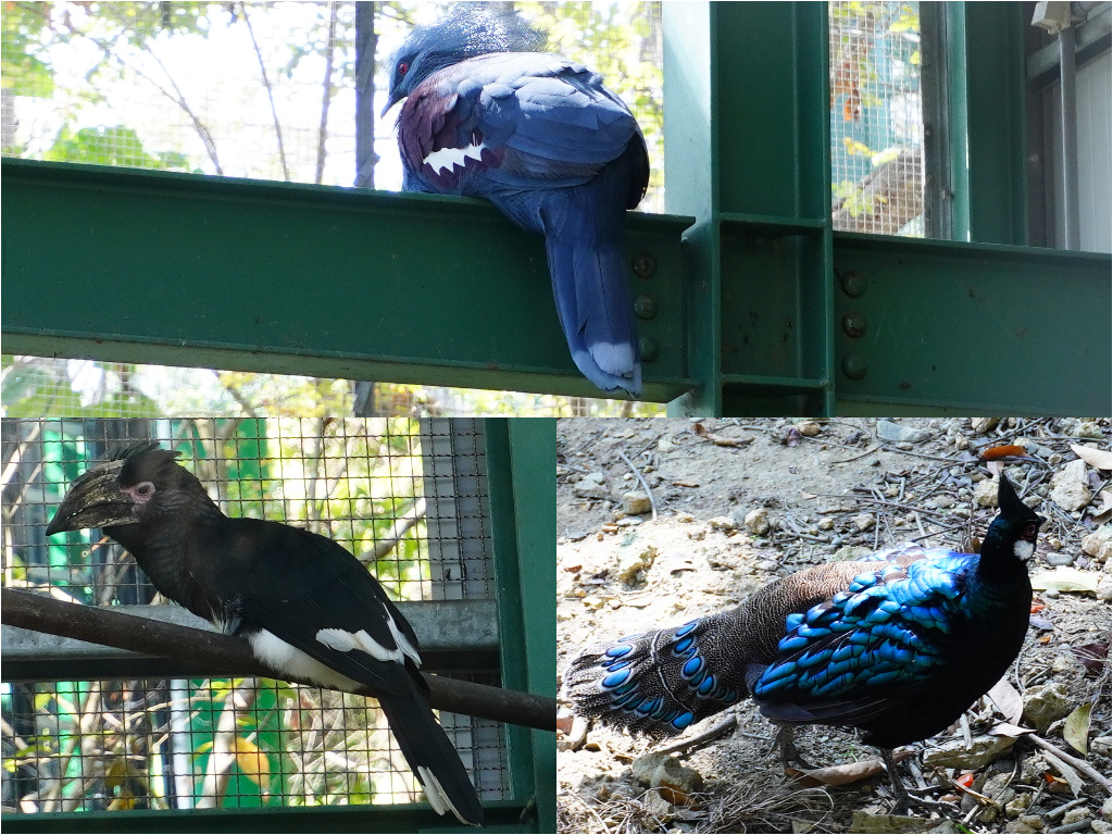 藍冠鴿、噪犀鳥、巴拉望孔雀雉.jpg