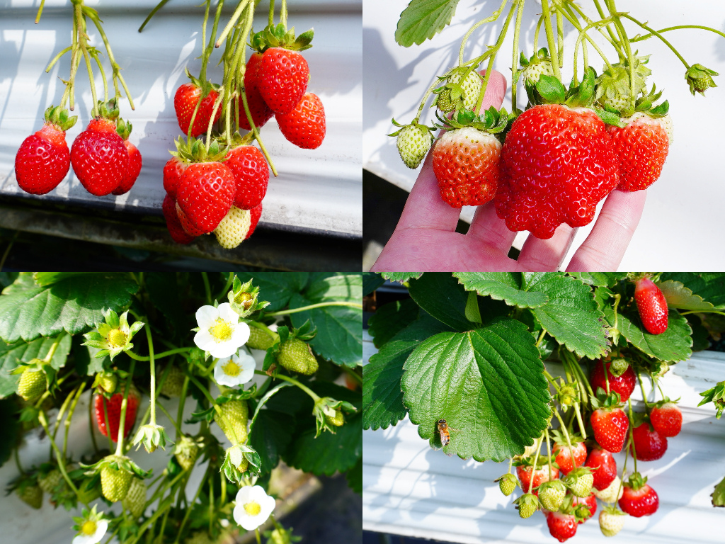 漂亮高架草莓.jpg