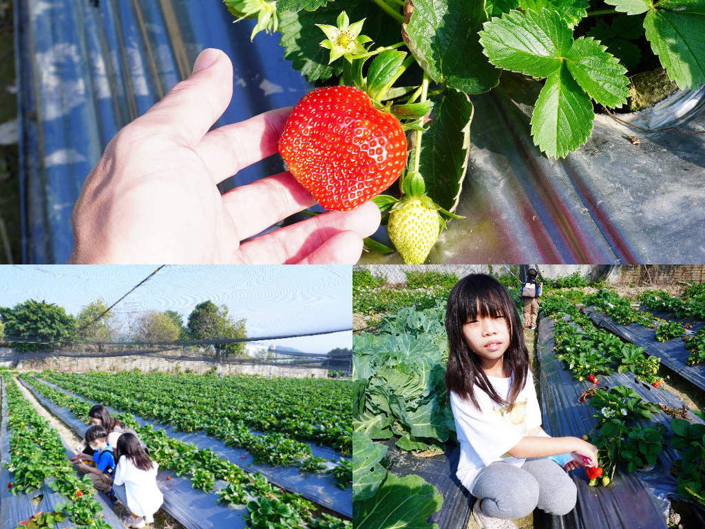 採平地草莓.jpg