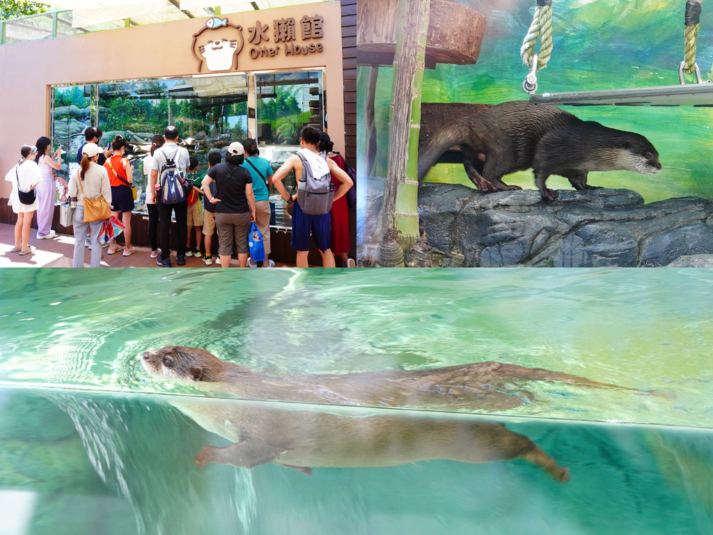 遠雄海洋公園︱水獺館.jpg