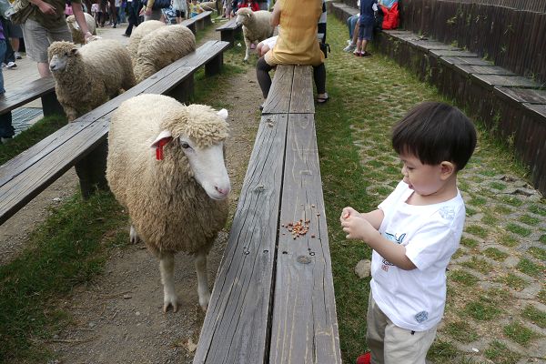 2010.09.04-我不怕羊咩咩，我敢餵他吃飼料..