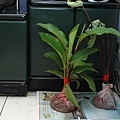 里長找來的蓮蕉花及芋頭