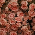 IMG_4127.jpg