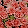 IMG_4290.jpg