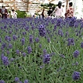 富良野的室內薰衣草田