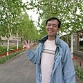 兩旁開滿鬱金香