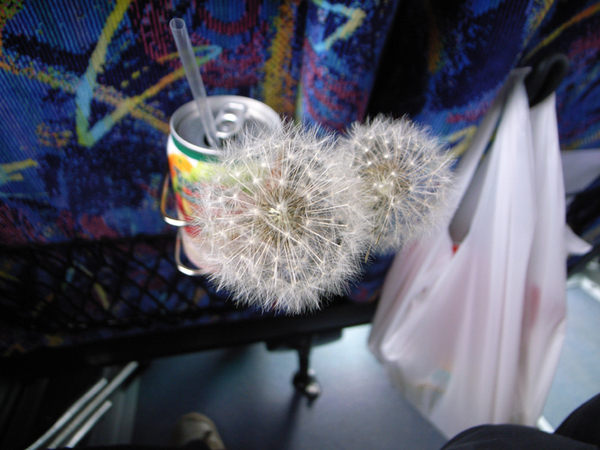 上車後發現有人摘了兩株蒲公英插在我們的位置上送給我們