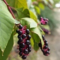 PA252630-a.jpg